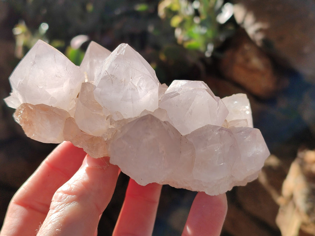 Natural Cactus Flower Amethyst Spirit Clusters x 4 From South Africa - Toprock Gemstones and Minerals 