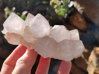 Natural Cactus Flower Amethyst Spirit Clusters x 4 From South Africa