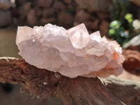 Natural Cactus Flower Amethyst Spirit Clusters x 4 From South Africa