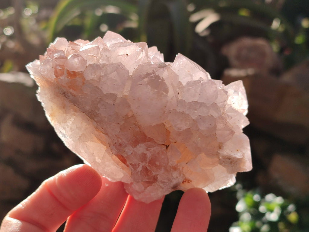 Natural Cactus Flower Amethyst Spirit Clusters x 4 From South Africa - Toprock Gemstones and Minerals 