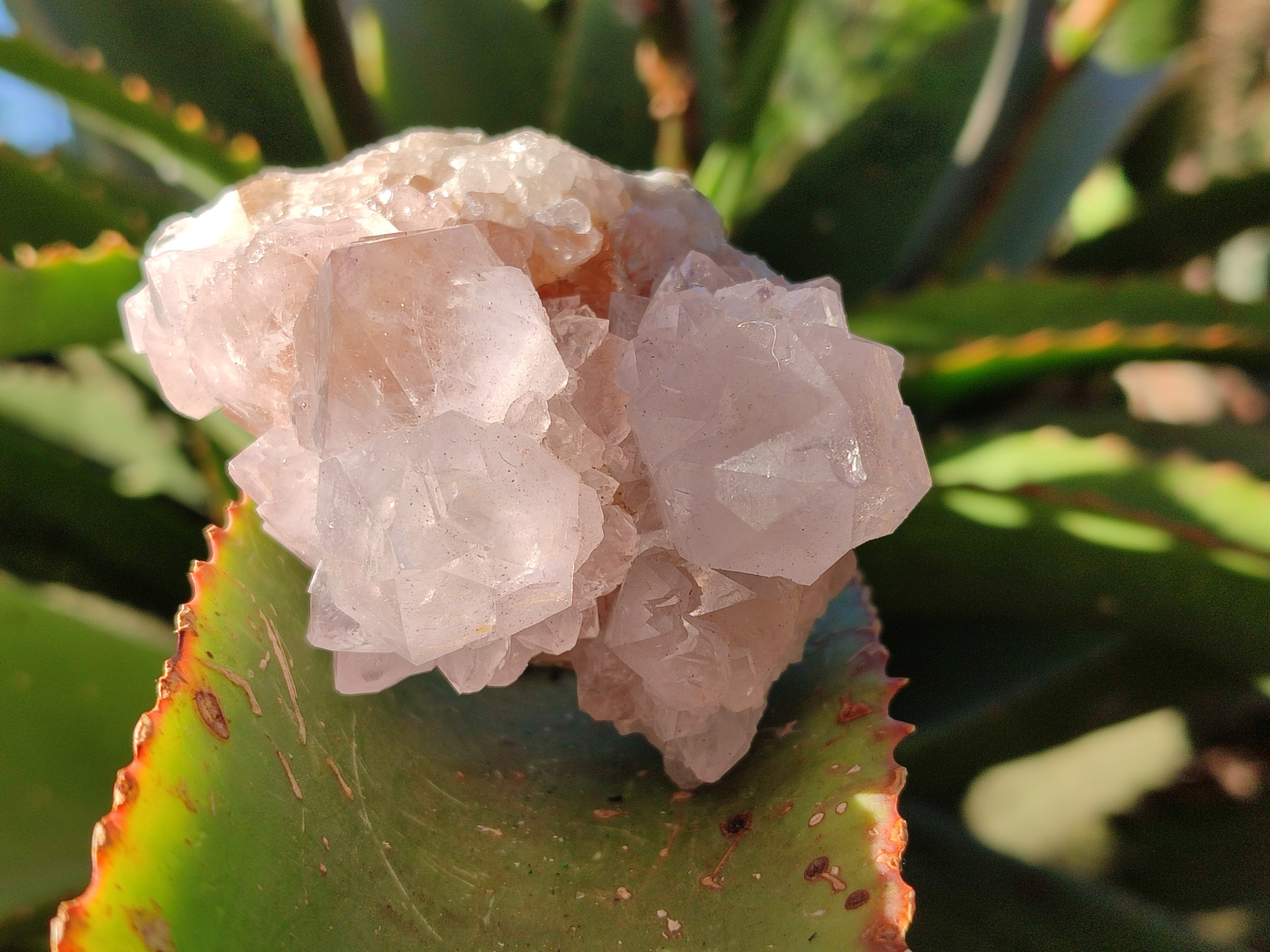 Natural Cactus Flower Amethyst Spirit Clusters x 4 From South Africa - Toprock Gemstones and Minerals 