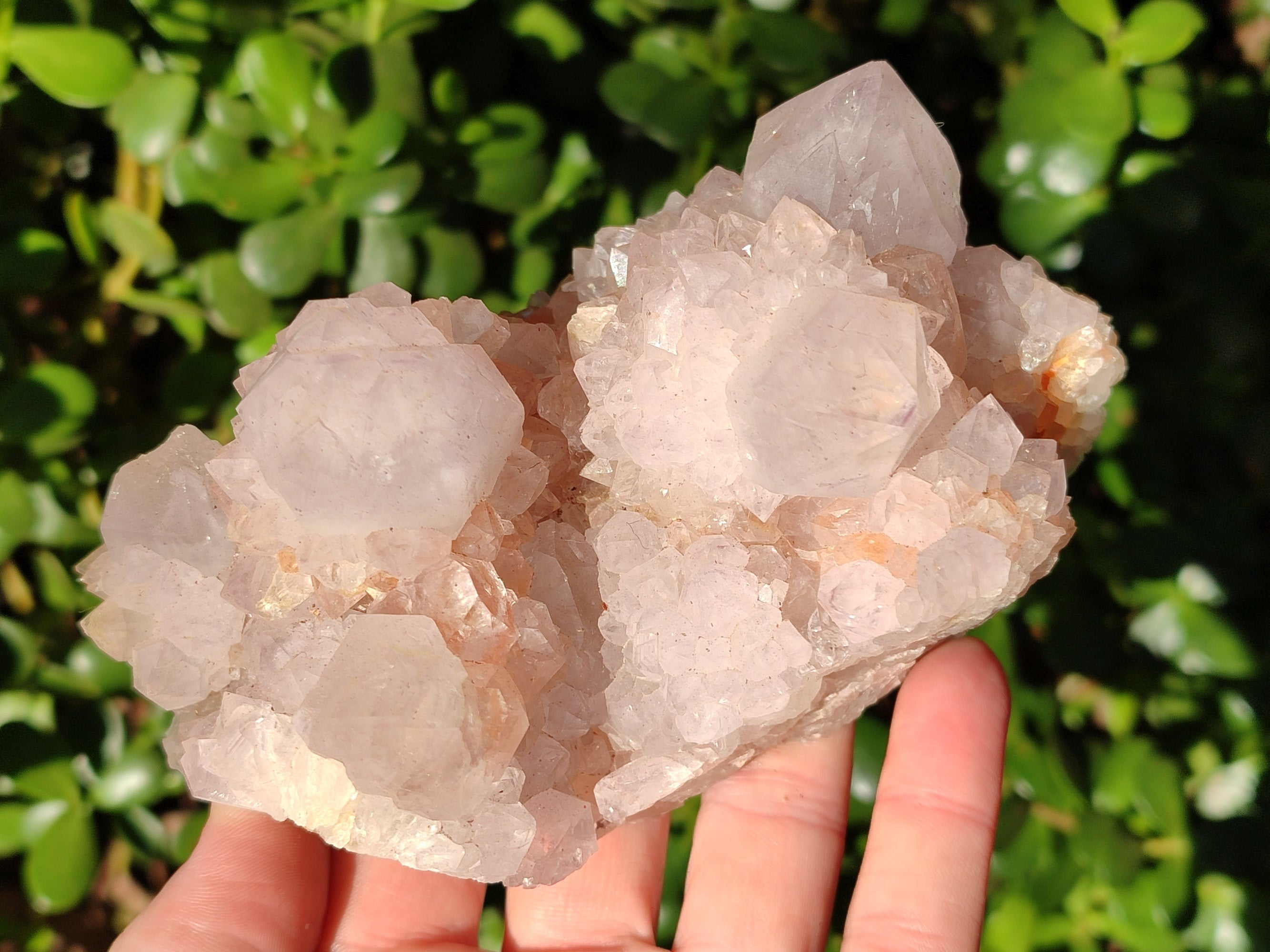 Natural Cactus Flower Amethyst Spirit Clusters x 4 From South Africa - Toprock Gemstones and Minerals 
