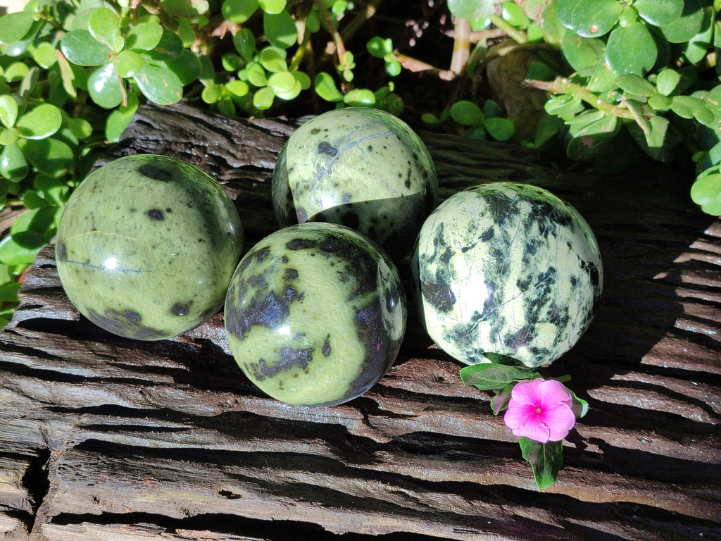 Polished Leopard Stone Spheres x 4 From Nyanga, Zimbabwe - Toprock Gemstones and Minerals 