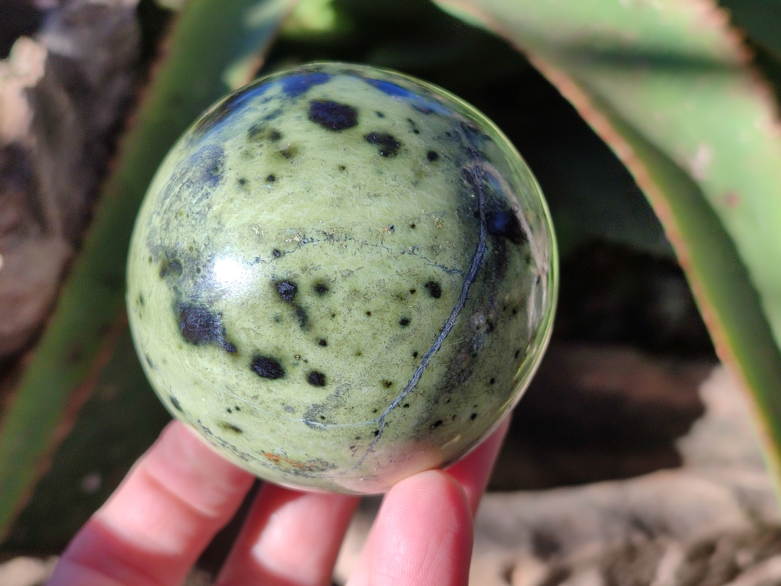 Polished Leopard Stone Spheres x 4 From Nyanga, Zimbabwe - Toprock Gemstones and Minerals 