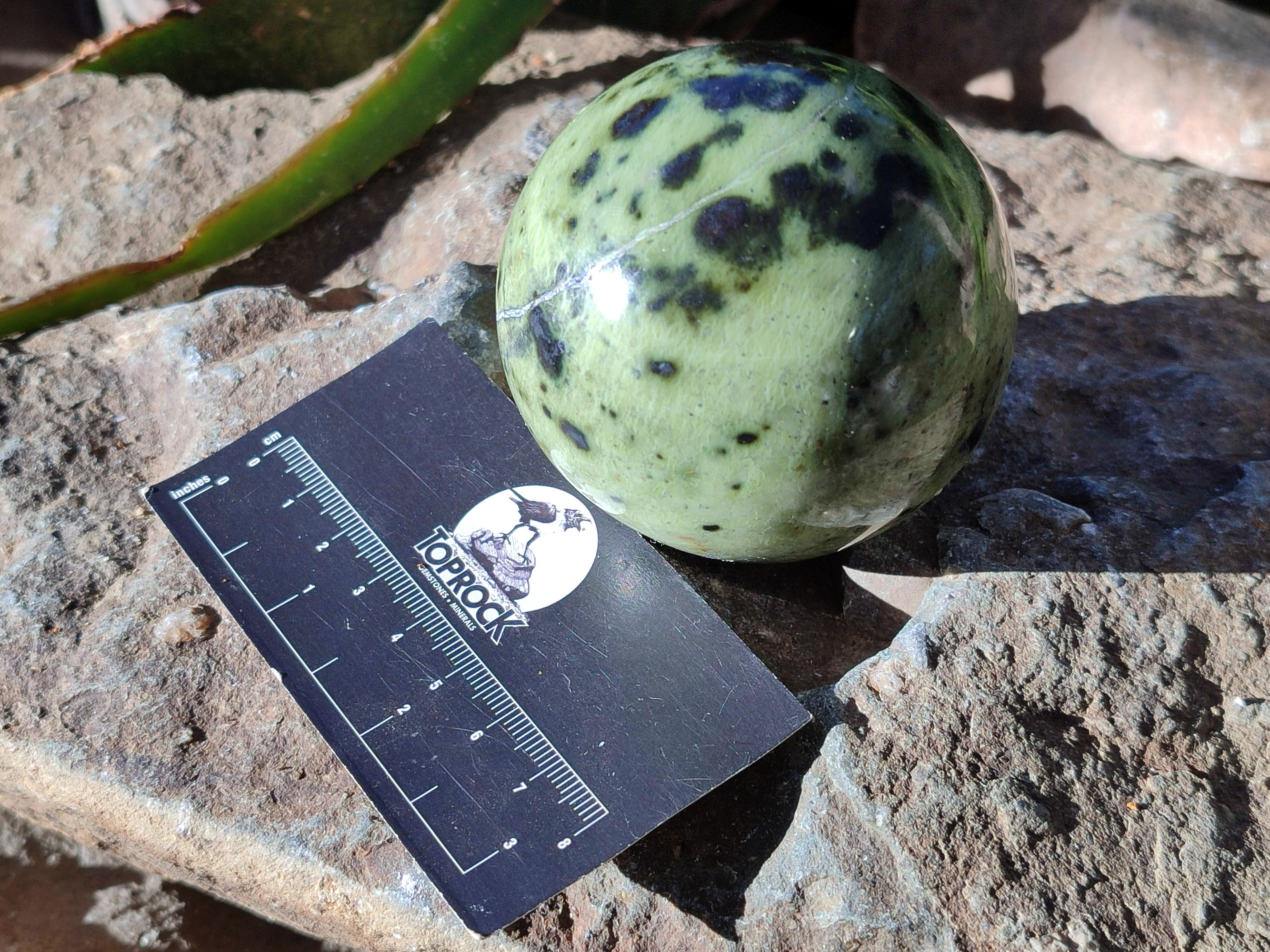 Polished Leopard Stone Spheres x 4 From Nyanga, Zimbabwe - Toprock Gemstones and Minerals 