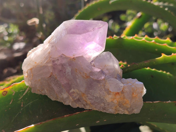 Natural Jacaranda Amethyst Quartz Cluster x 3 From Mumbwa, Zambia