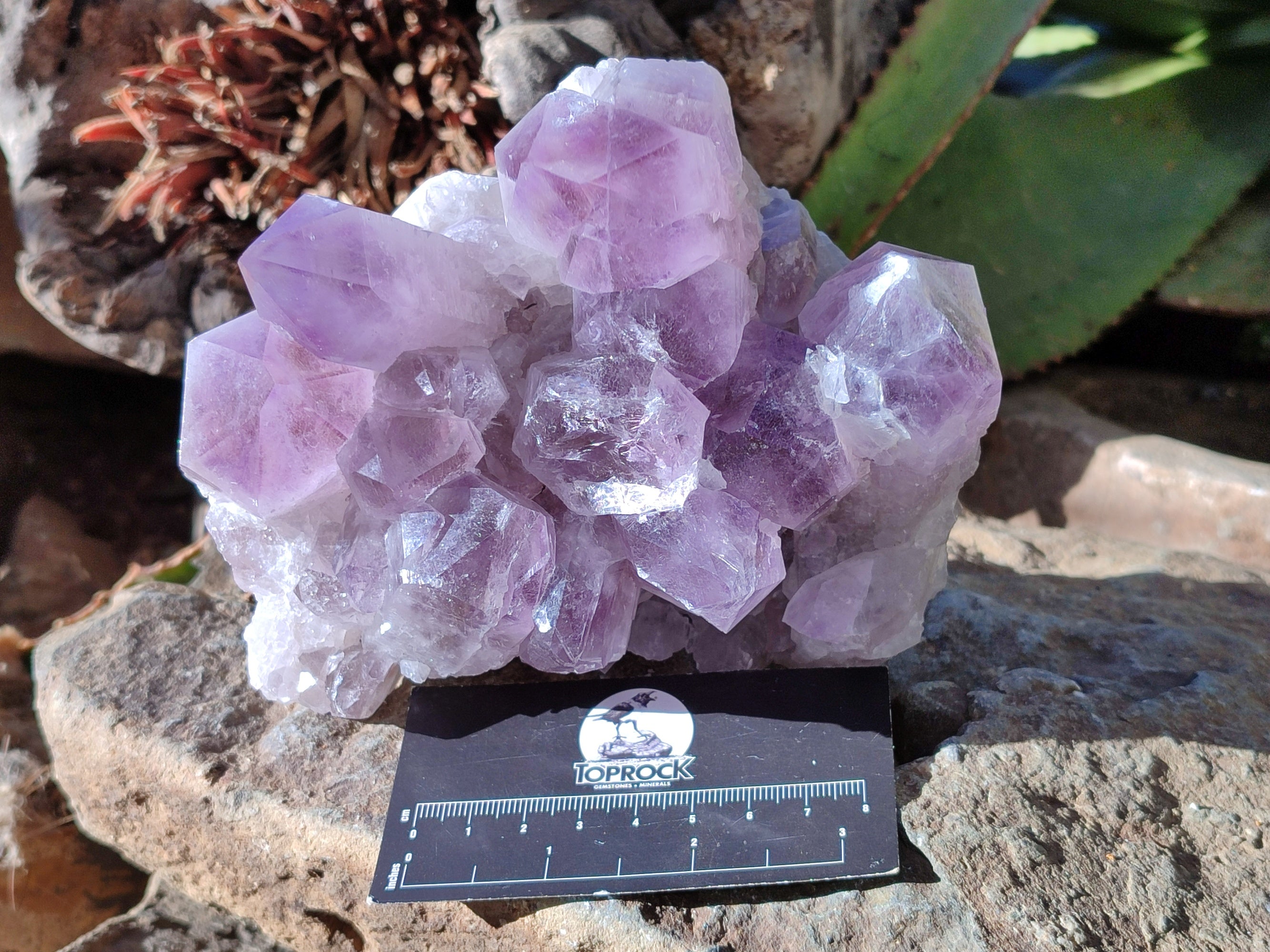 Natural Jacaranda Amethyst Quartz Cluster x 3 From Mumbwa, Zambia - Toprock Gemstones and Minerals 