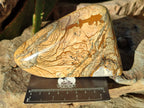 Polished Picture Stone Jasper Standing Free Forms x 2 From Ais-Ais, Namibia - Toprock Gemstones and Minerals 
