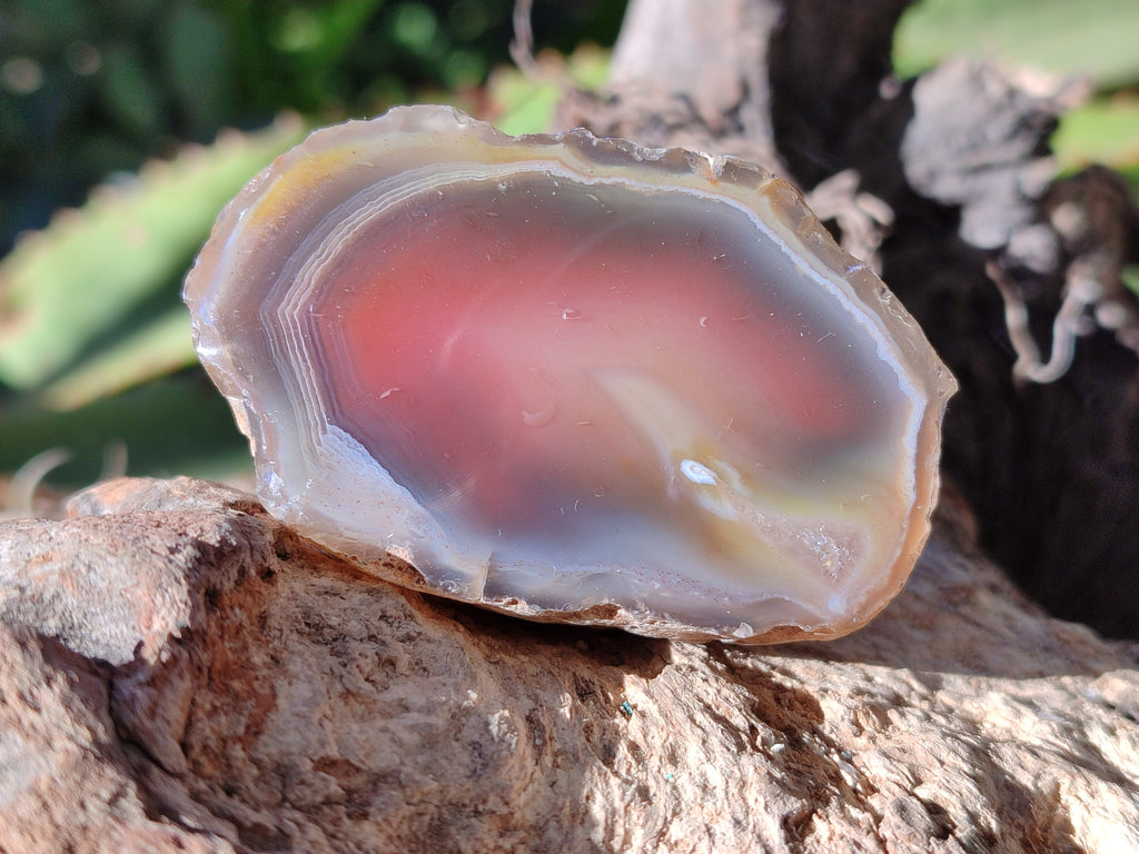 Polished On One Side Red Sashe River Agate Nodules x 12 From Zimbabwe - Toprock Gemstones and Minerals 