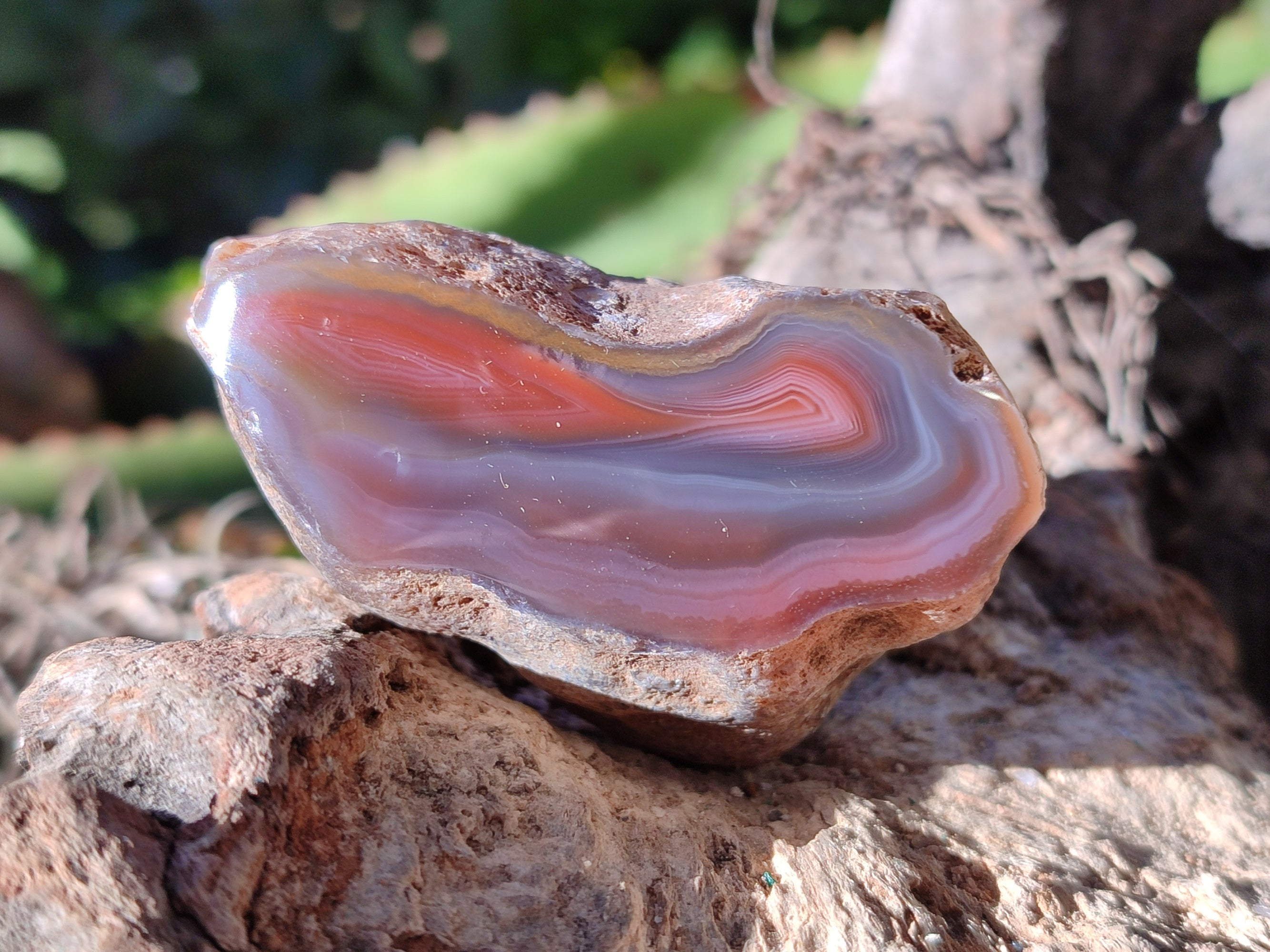 Polished On One Side Red Sashe River Agate Nodules x 12 From Zimbabwe - Toprock Gemstones and Minerals 