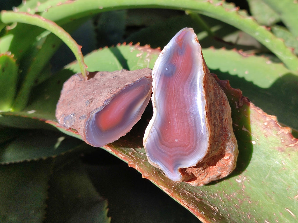 Polished On One Side Red Sashe River Agate Nodules x 12 From Zimbabwe - Toprock Gemstones and Minerals 
