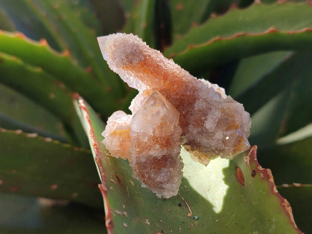 Natural Lemonite Fairy Spirit Quartz Clusters x 35 From Boekenhouthoek, South Africa - Toprock Gemstones and Minerals 