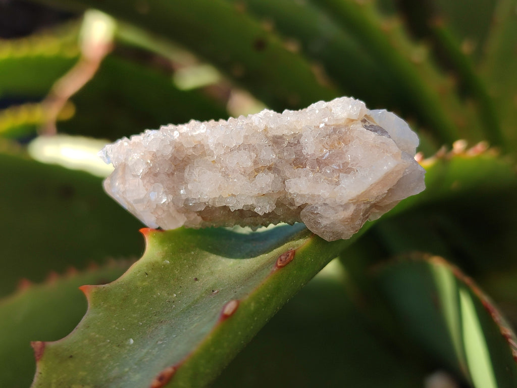 Natural Lemonite Fairy Spirit Quartz Clusters x 35 From Boekenhouthoek, South Africa - Toprock Gemstones and Minerals 