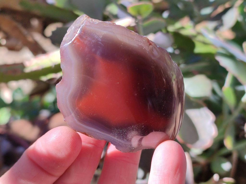 Polished On One Side Red Sashe River Agate Nodules x 12 From Zimbabwe - Toprock Gemstones and Minerals 