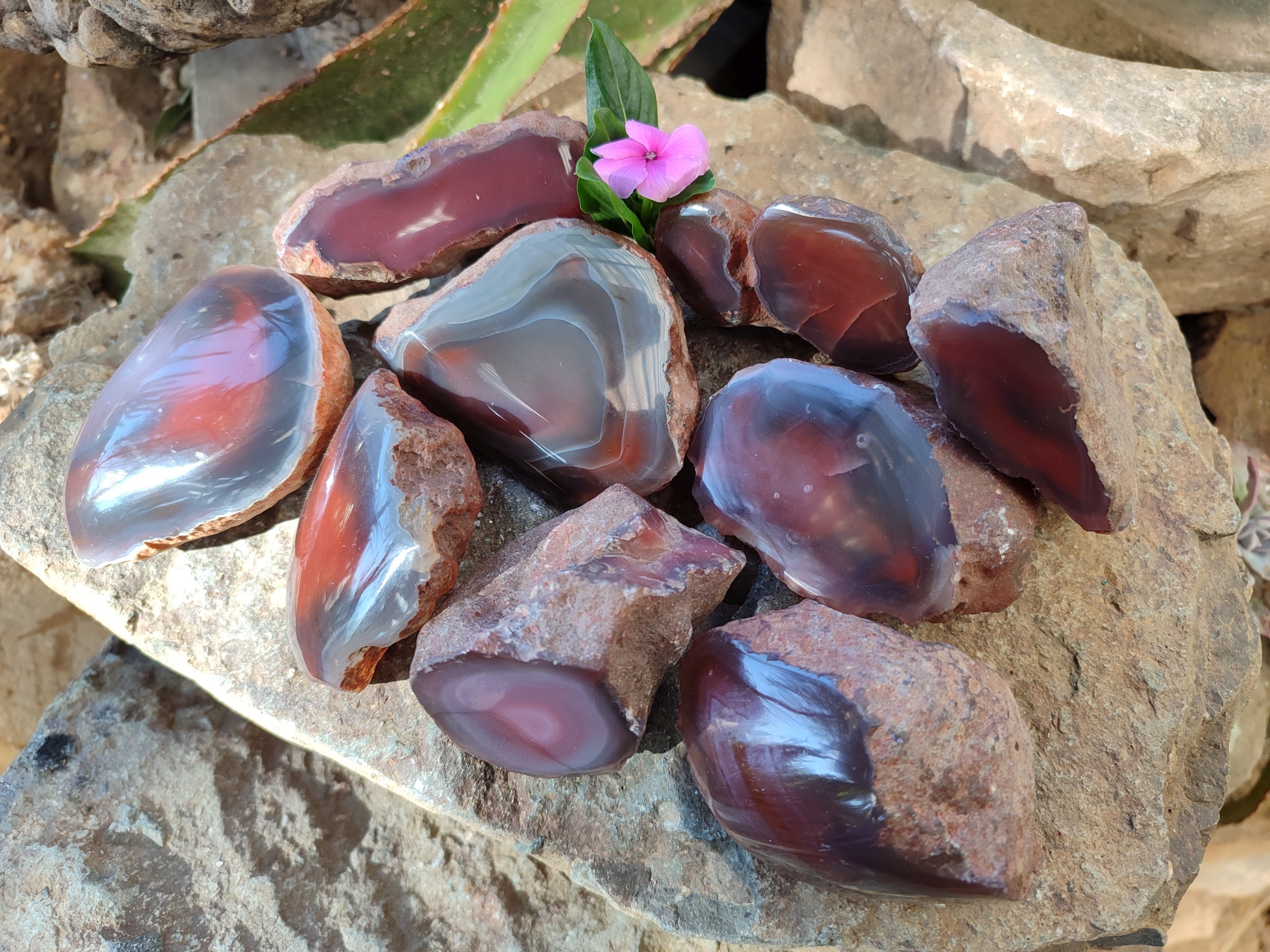 Polished On One Side Red Sashe River Agate Nodules x 12 From Zimbabwe - Toprock Gemstones and Minerals 