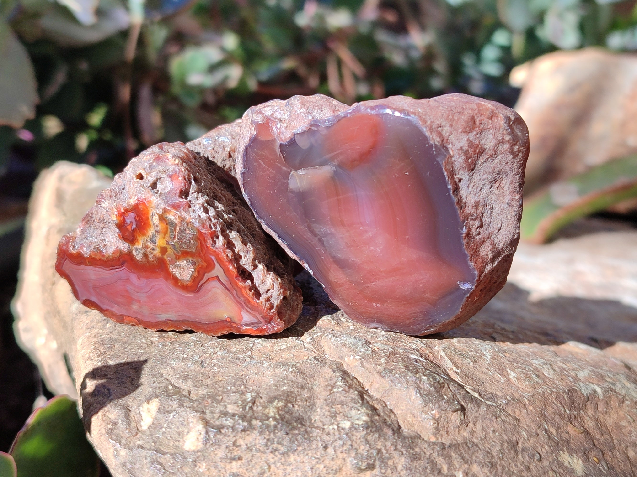 Polished On One Side Red Sashe River Agate Nodules x 12 From Zimbabwe - Toprock Gemstones and Minerals 