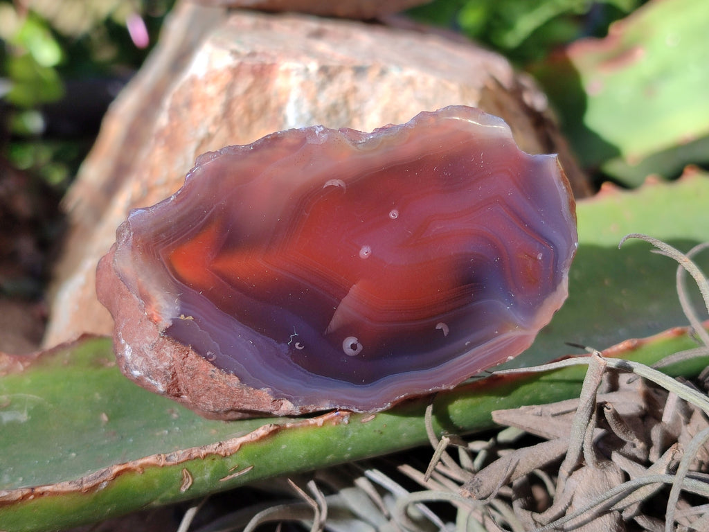 Polished On One Side Red Sashe River Agate Nodules x 12 From Zimbabwe - Toprock Gemstones and Minerals 