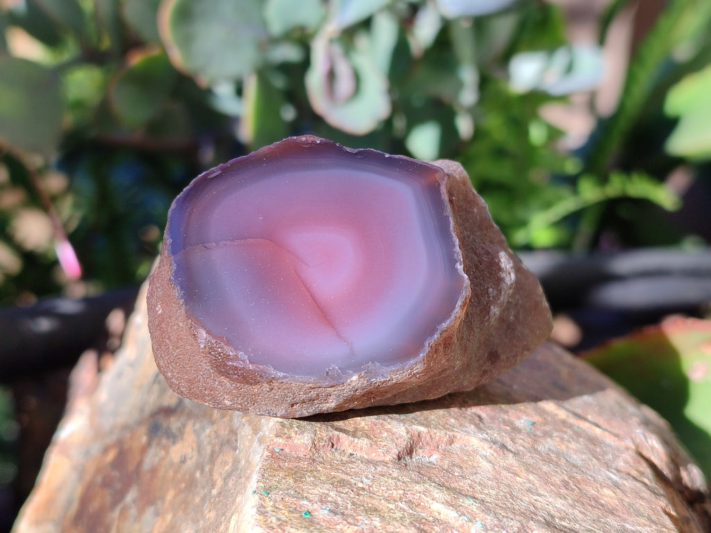 Polished On One Side Red Sashe River Agate Nodules x 12 From Zimbabwe - Toprock Gemstones and Minerals 