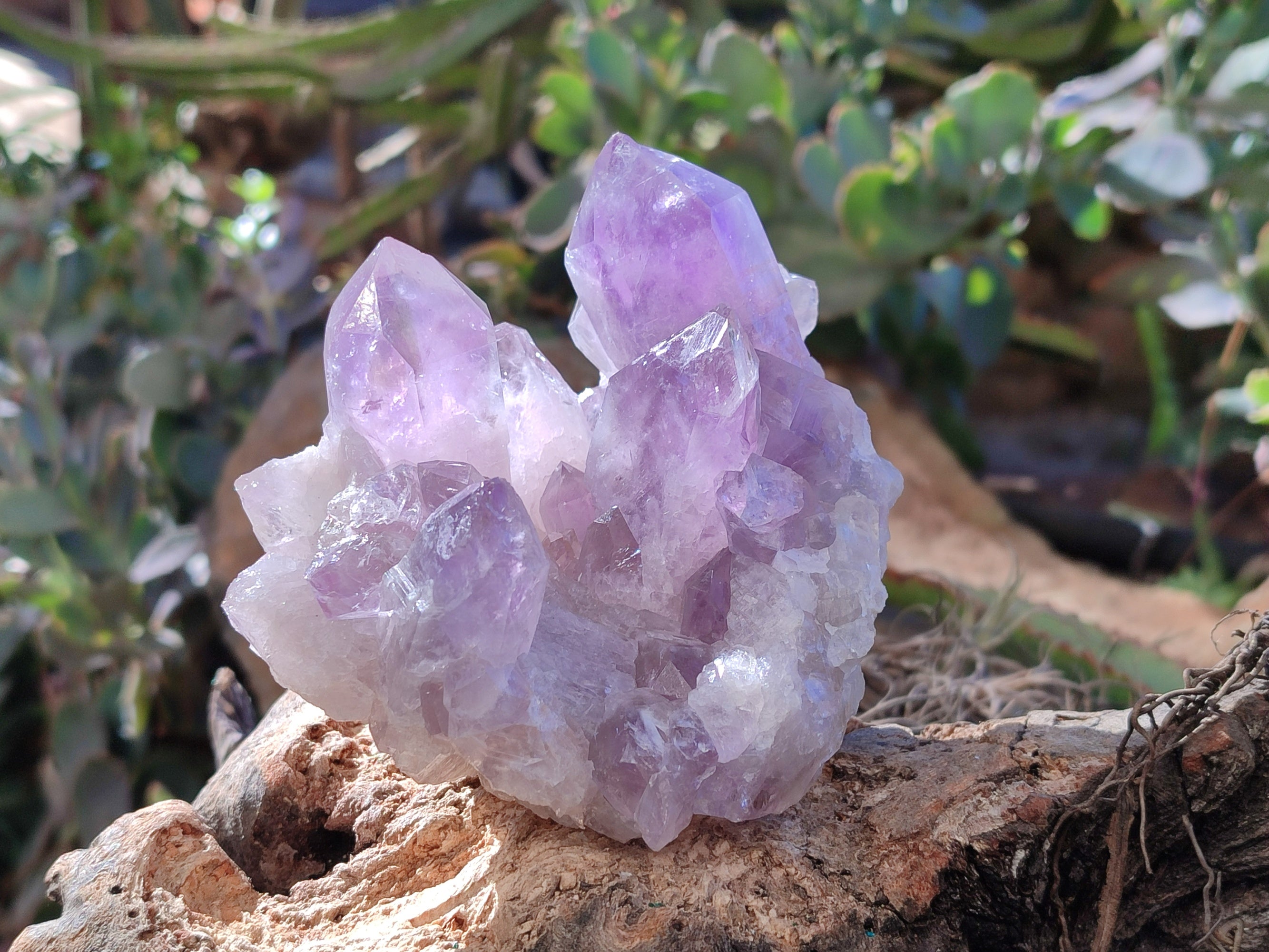 Natural Jacaranda Amethyst Quartz Cluster x 3 From Mumbwa, Zambia - Toprock Gemstones and Minerals 