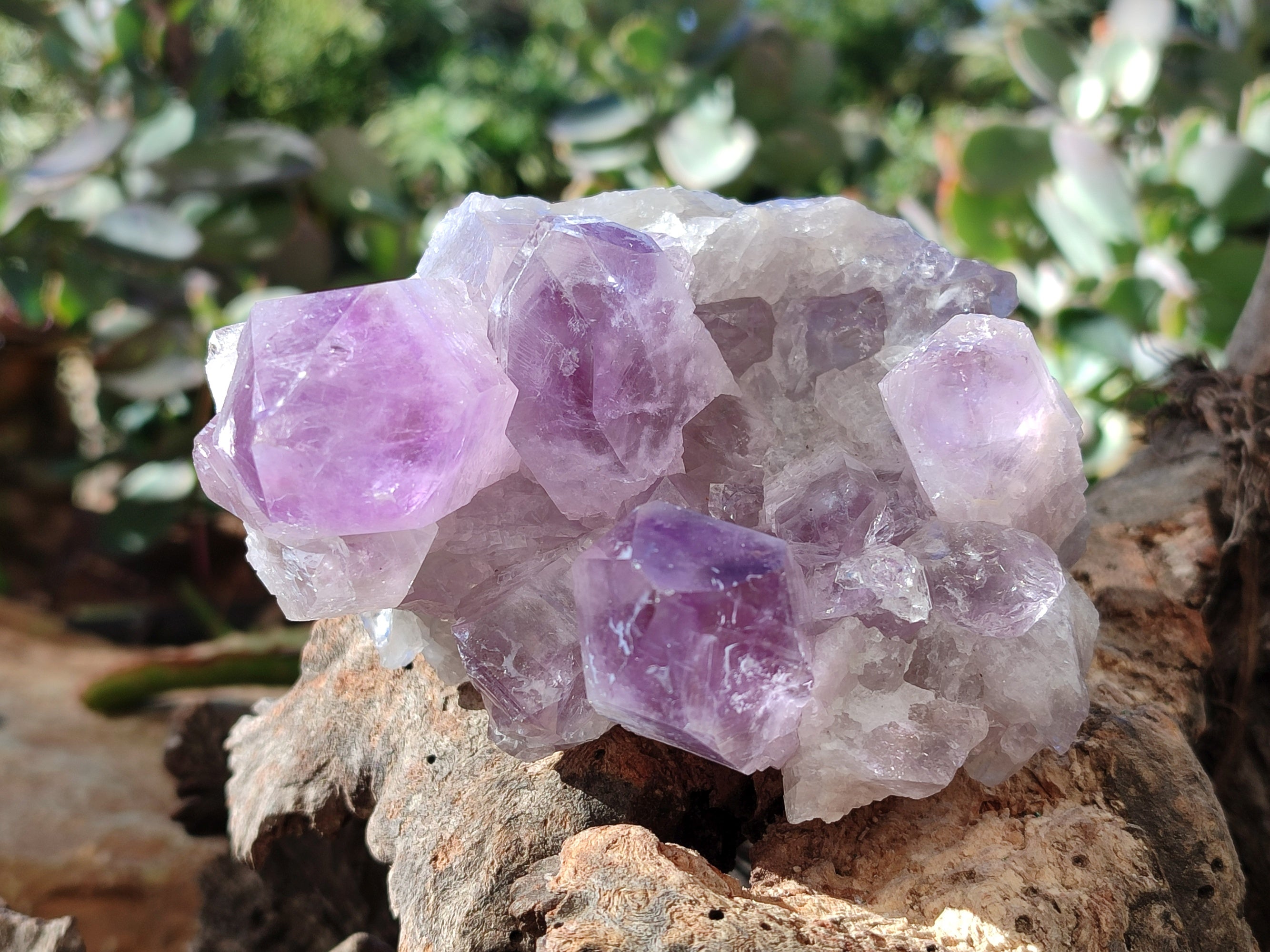 Natural Jacaranda Amethyst Quartz Cluster x 3 From Mumbwa, Zambia - Toprock Gemstones and Minerals 