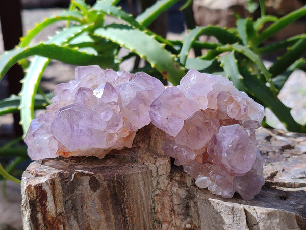 Natural Amethyst Spirit Quartz Clusters x 12 From Boekenhouthoek, South Africa