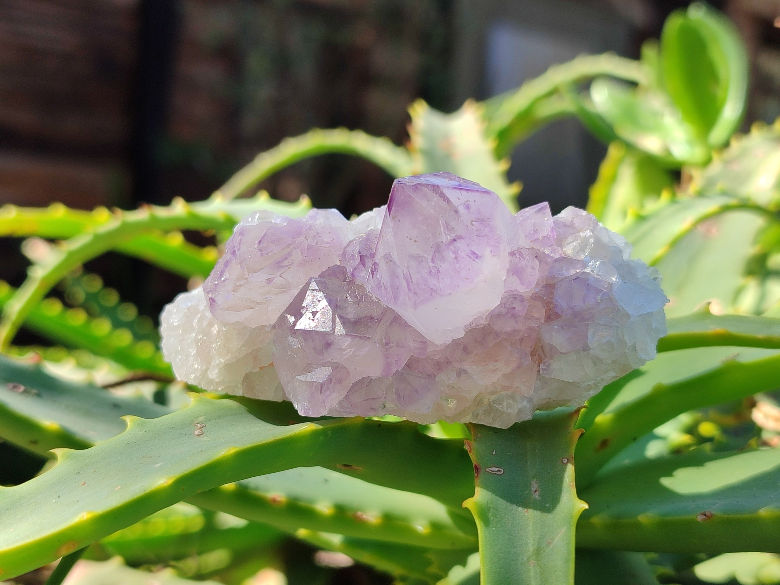 Natural Amethyst Spirit Quartz Clusters x 12 From Boekenhouthoek, South Africa - Toprock Gemstones and Minerals 