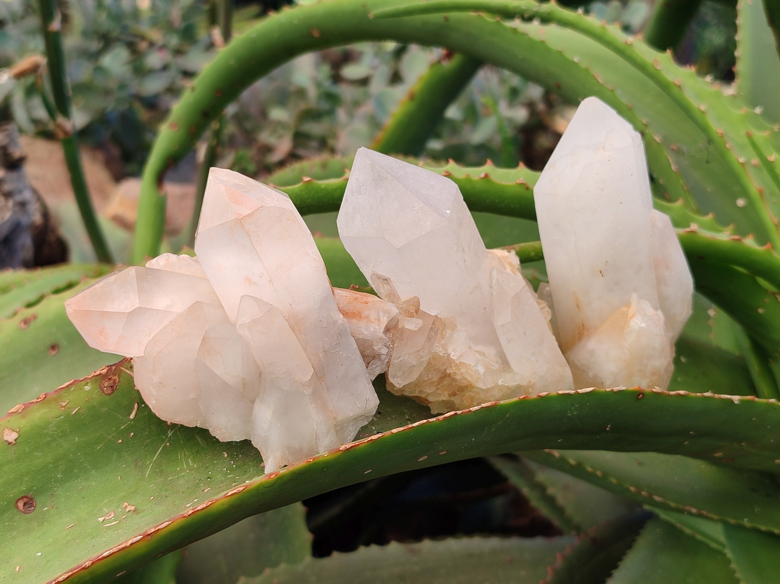Natural White Multi Terminated Quartz Clusters x 12 From Madagascar - Toprock Gemstones and Minerals 