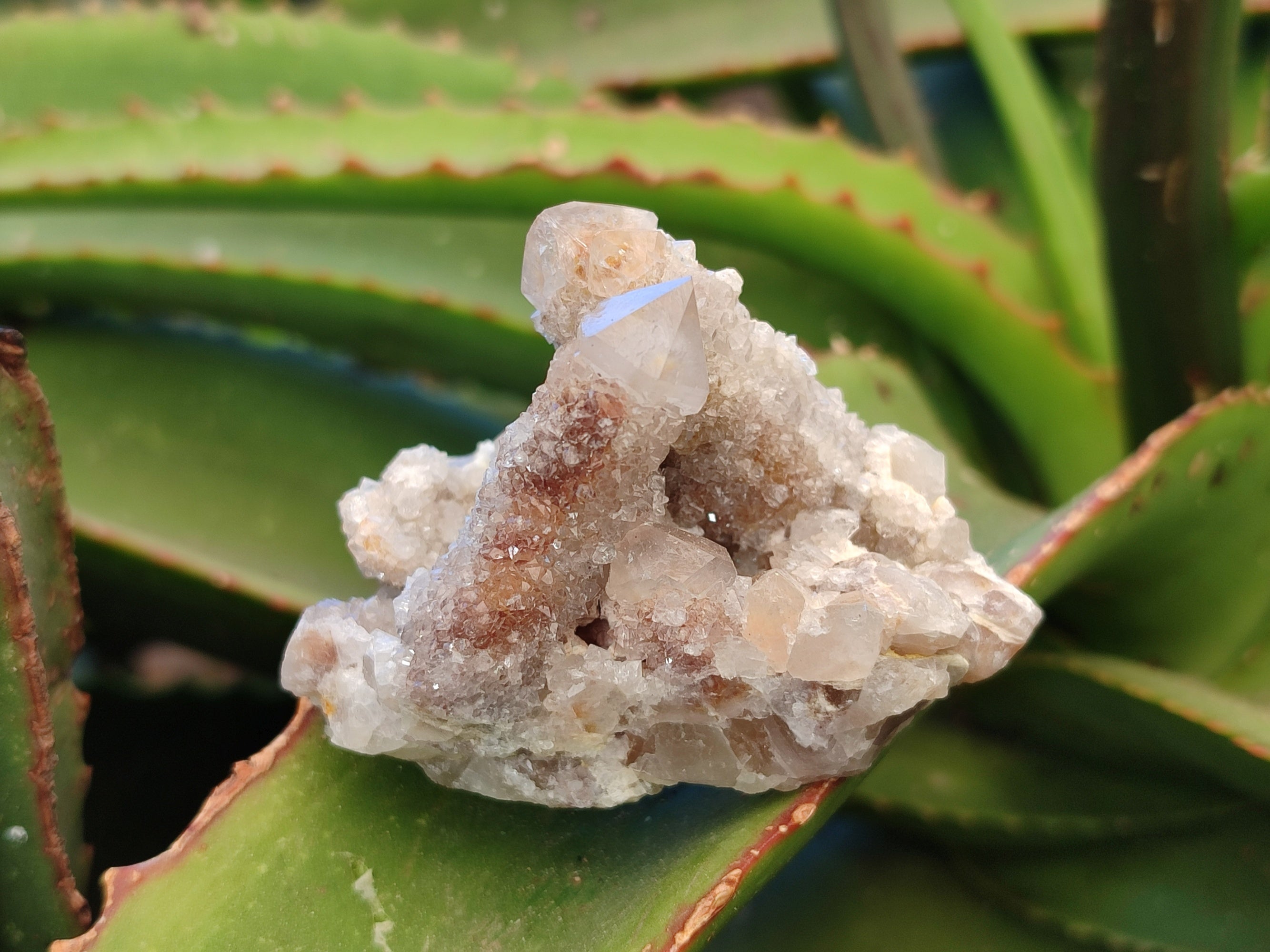 Natural Golden Hematoid Coated Fairy Spirit Quartz Clusters x 12 From Boekenhouthoek, South Africa - Toprock Gemstones and Minerals 