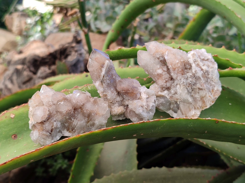 Natural Golden Hematoid Coated Fairy Spirit Quartz Clusters x 12 From Boekenhouthoek, South Africa - Toprock Gemstones and Minerals 