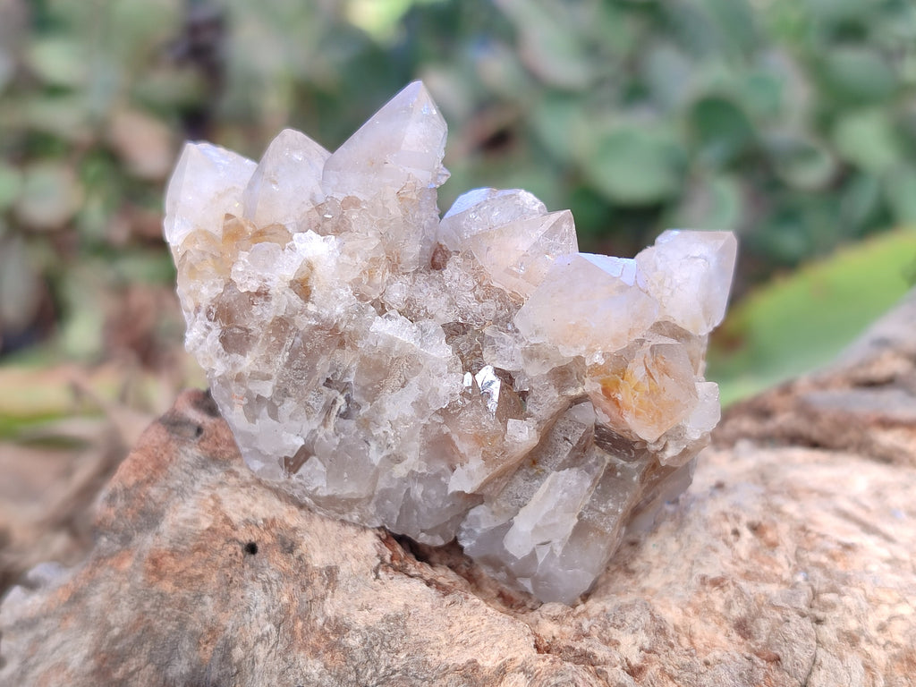 Natural Golden Hematoid Coated Fairy Spirit Quartz Clusters x 12 From Boekenhouthoek, South Africa - Toprock Gemstones and Minerals 
