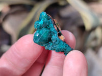 Natural Mini Dioptase On Dolomite Specimens x 35 From Likasi, Congo - Toprock Gemstones and Minerals 
