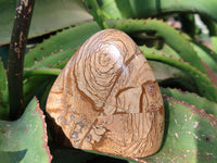 Polished Picture Stone Jasper Standing Free Forms x 2 From Ais-Ais, Namibia - Toprock Gemstones and Minerals 