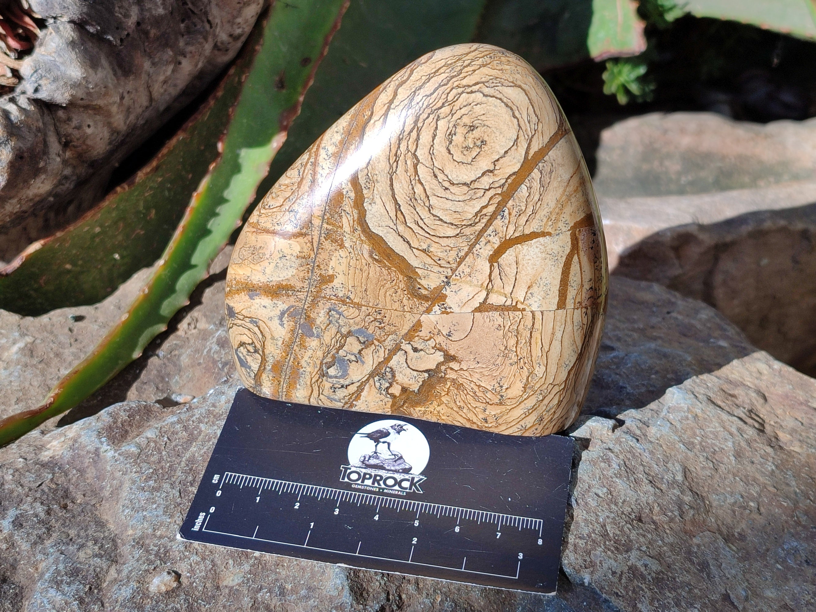Polished Picture Stone Jasper Standing Free Forms x 2 From Ais-Ais, Namibia - Toprock Gemstones and Minerals 