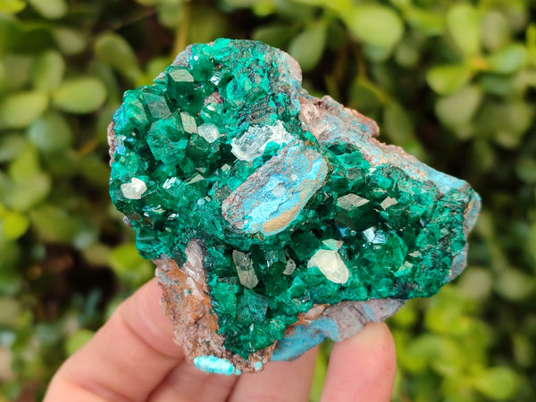 Natural Dioptase with Chrysocolla, Malachite and Shattuckite Specimens x 6 From Likasi, Congo - Toprock Gemstones and Minerals 