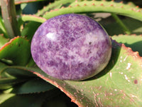 Polished Lepidolite Free Forms x 6 From Zimbabwe