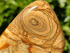 Polished Picture Stone Jasper Standing Free Forms x 2 From Northwest Coast, Madagascar - Toprock Gemstones and Minerals 