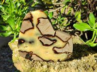 Polished Fossilized Septerye Slices x 2 From Mahajanga, Madagascar - Toprock Gemstones and Minerals 