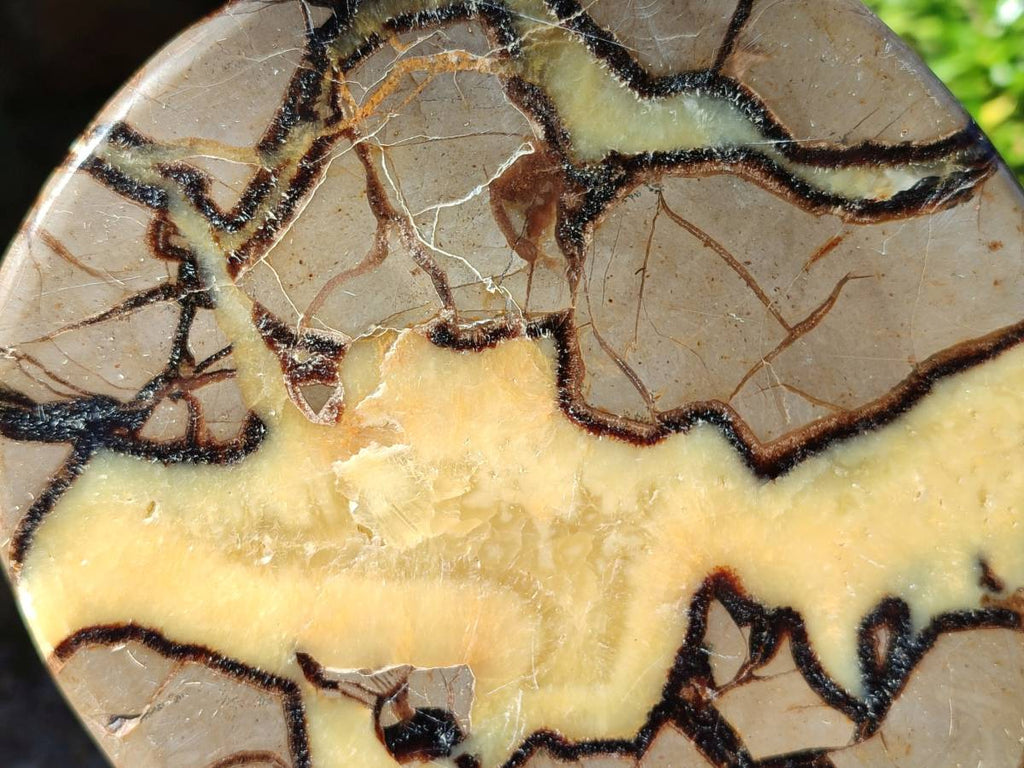 Polished Fossilized Septerye Slices x 2 From Mahajanga, Madagascar - Toprock Gemstones and Minerals 