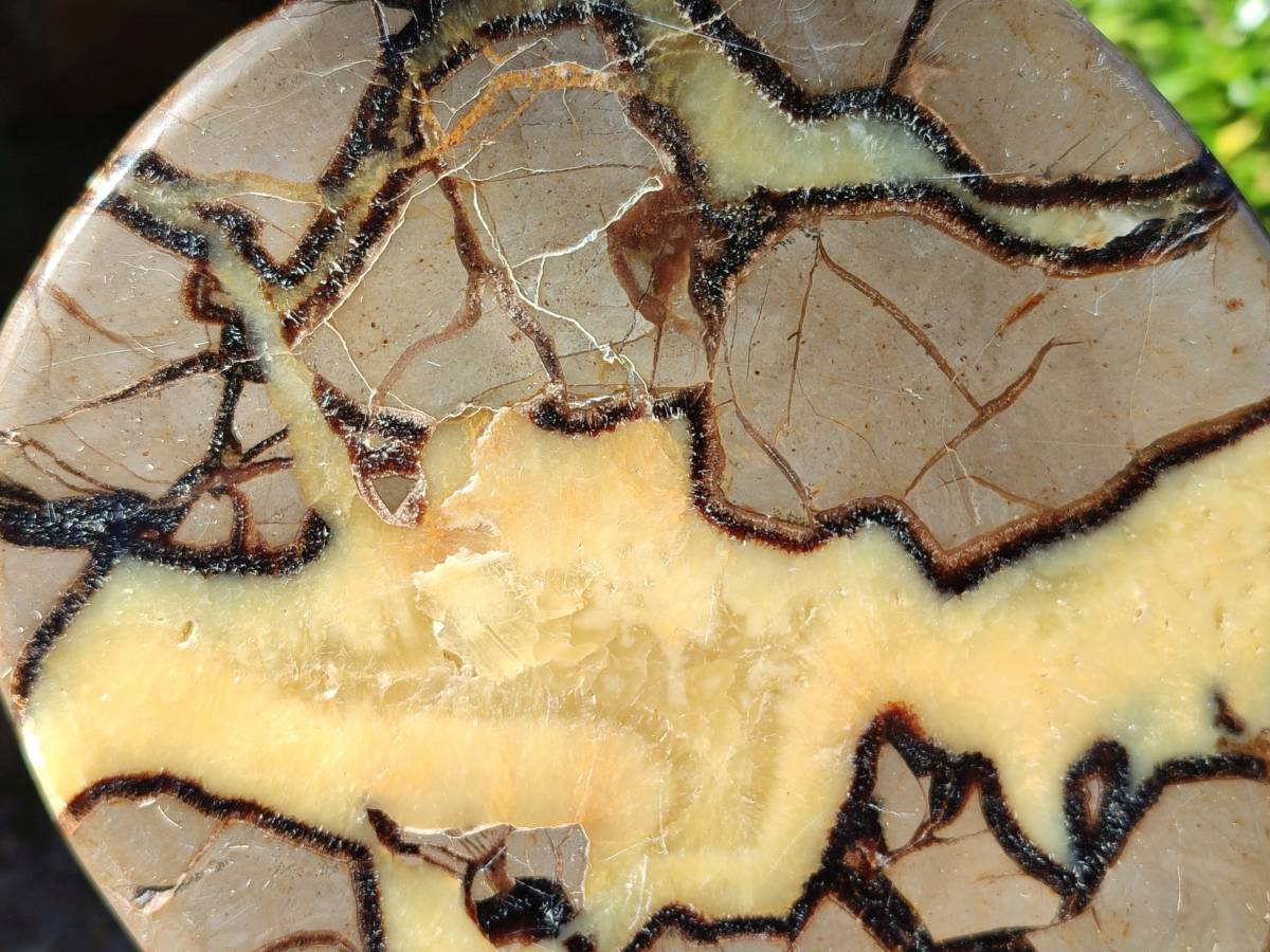 Polished Fossilized Septerye Slices x 2 From Mahajanga, Madagascar - Toprock Gemstones and Minerals 