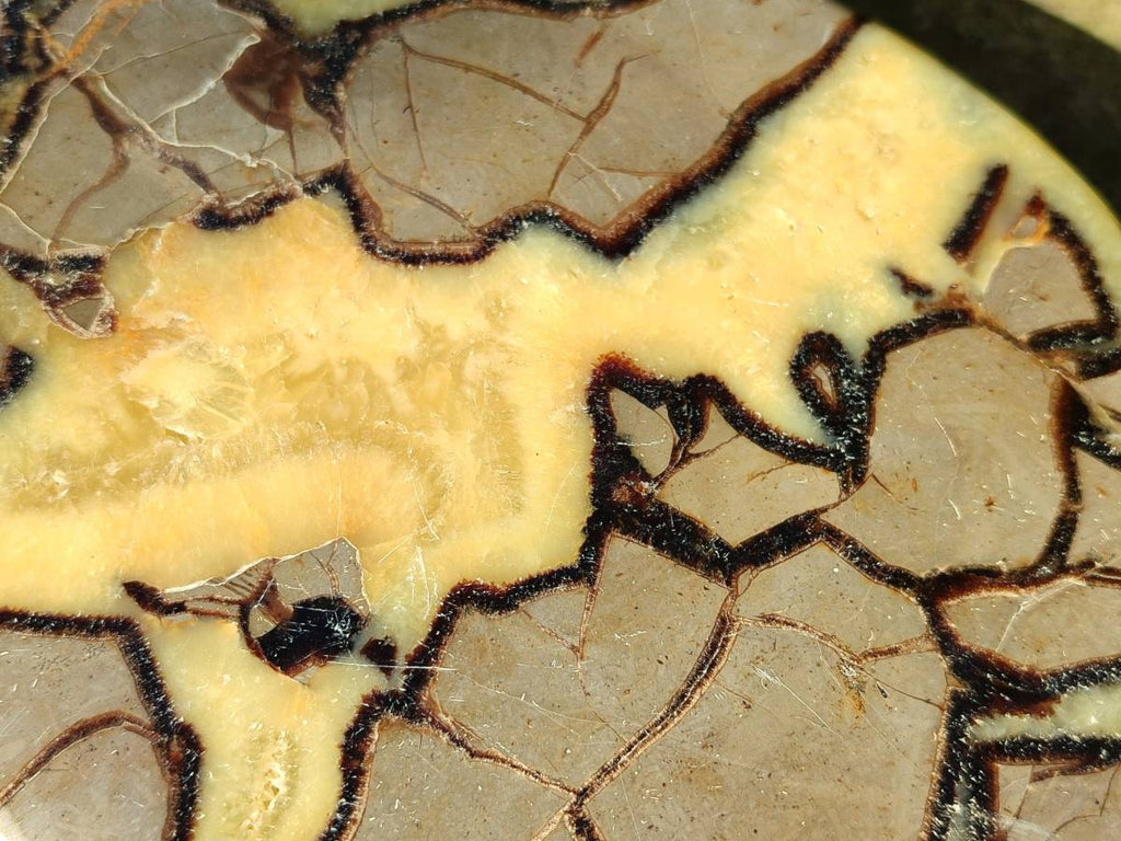 Polished Fossilized Septerye Slices x 2 From Mahajanga, Madagascar - Toprock Gemstones and Minerals 