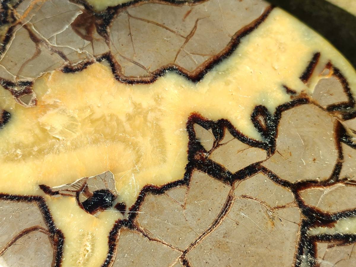 Polished Fossilized Septerye Slices x 2 From Mahajanga, Madagascar - Toprock Gemstones and Minerals 