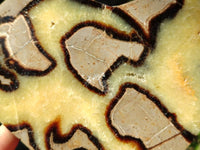 Polished Fossilized Septerye Slices x 2 From Mahajanga, Madagascar - Toprock Gemstones and Minerals 
