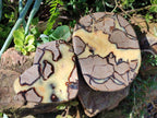 Polished Fossilized Septerye Slices x 2 From Mahajanga, Madagascar - Toprock Gemstones and Minerals 