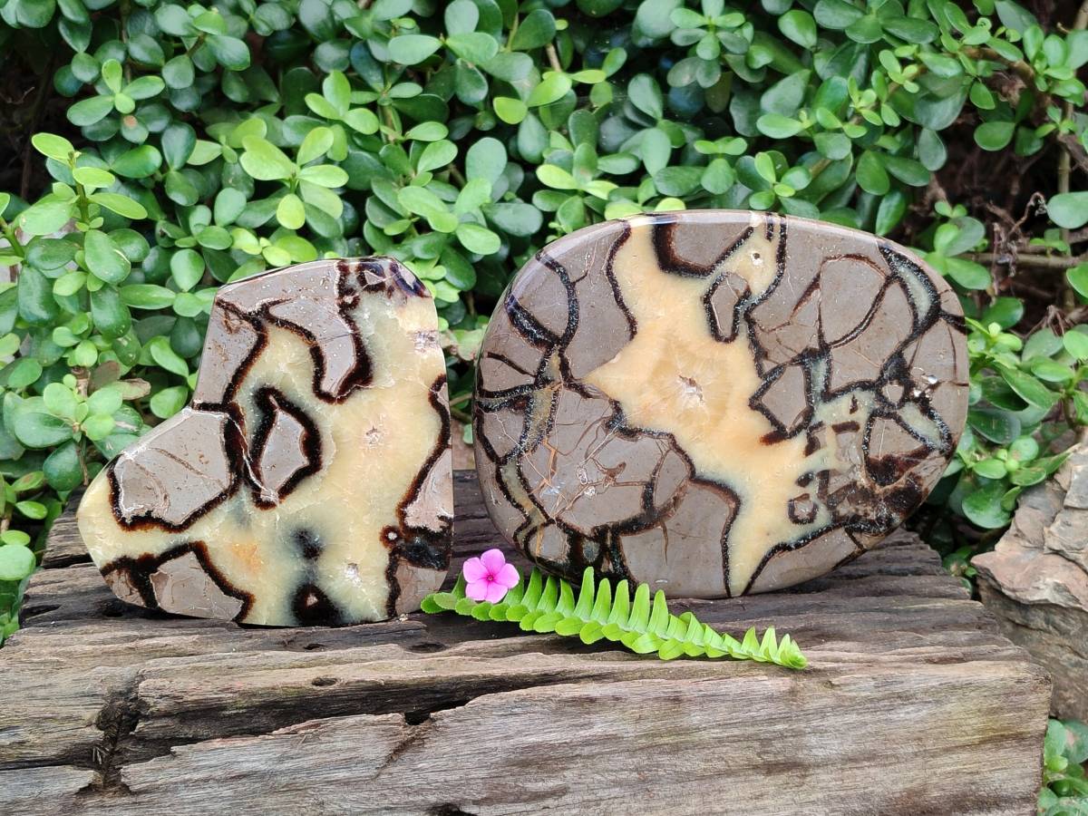 Polished Fossilized Septerye Slices x 2 From Mahajanga, Madagascar - Toprock Gemstones and Minerals 