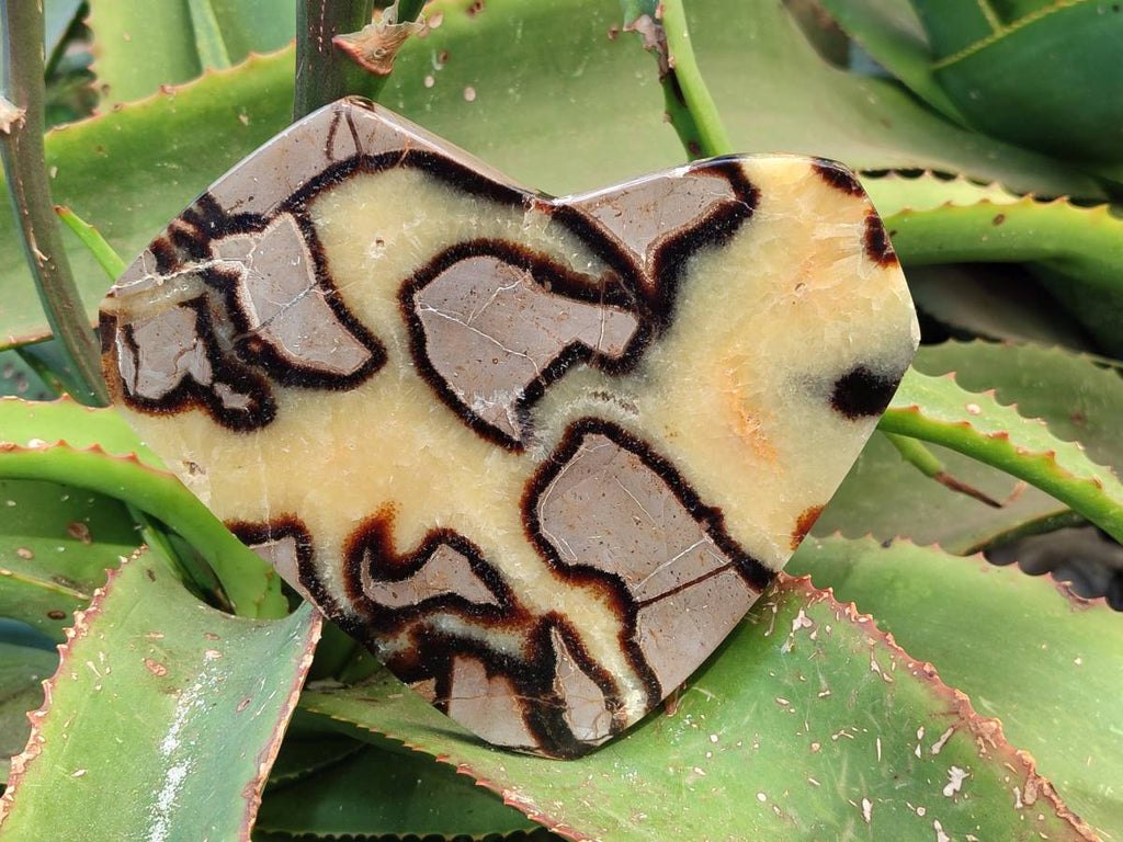 Polished Fossilized Septerye Slices x 2 From Mahajanga, Madagascar - Toprock Gemstones and Minerals 