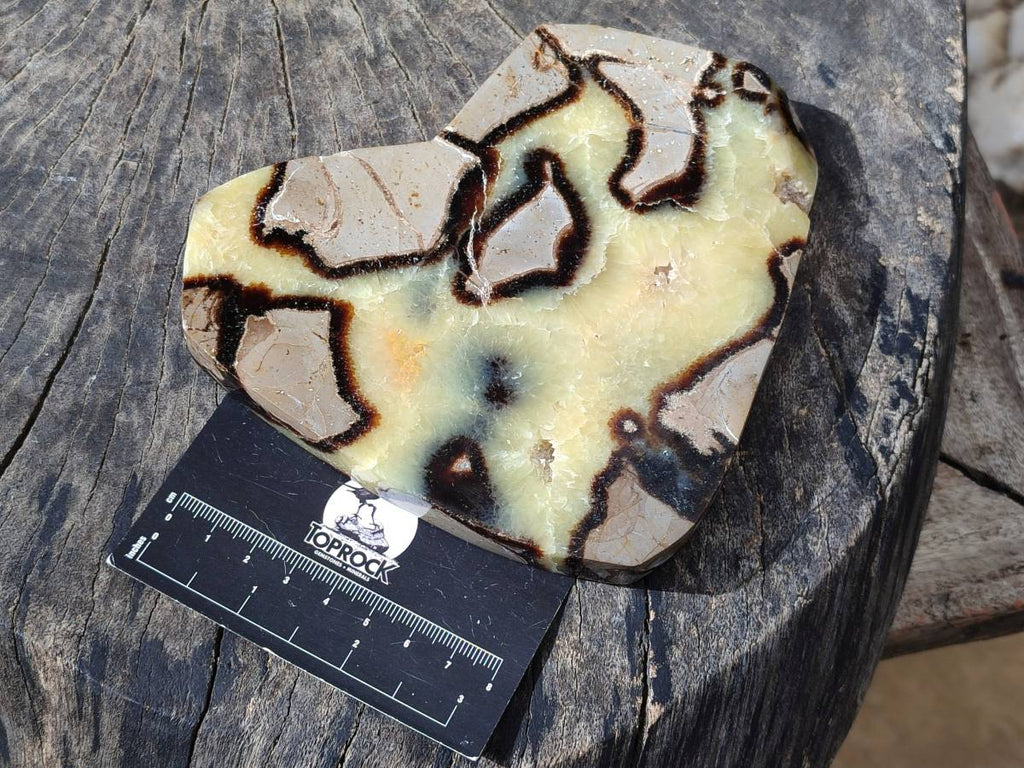 Polished Fossilized Septerye Slices x 2 From Mahajanga, Madagascar - Toprock Gemstones and Minerals 