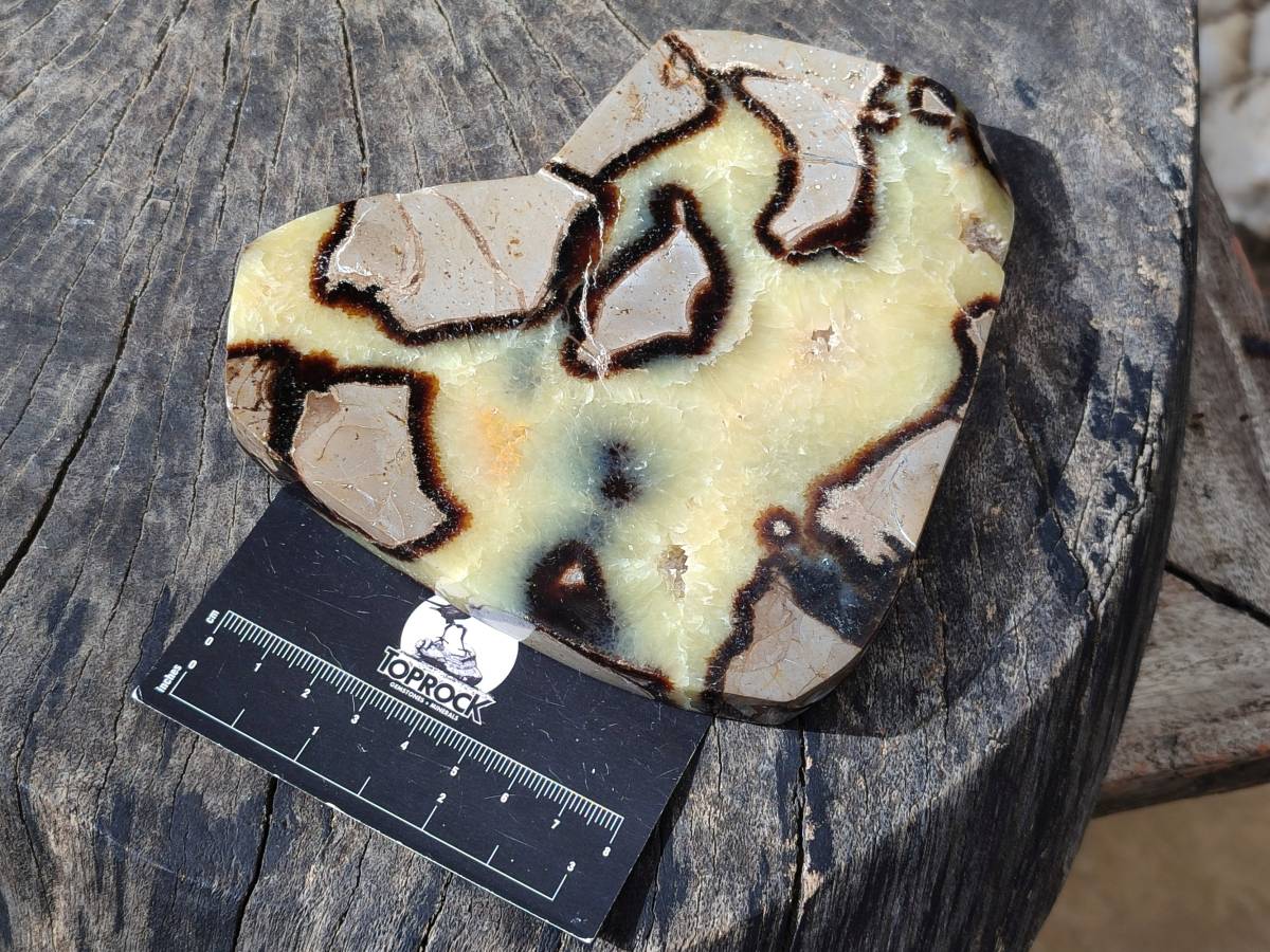 Polished Fossilized Septerye Slices x 2 From Mahajanga, Madagascar - Toprock Gemstones and Minerals 