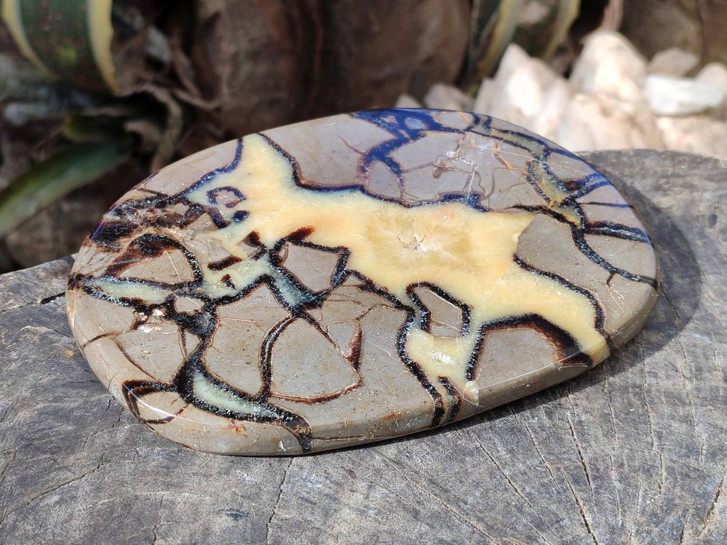 Polished Fossilized Septerye Slices x 2 From Mahajanga, Madagascar - Toprock Gemstones and Minerals 