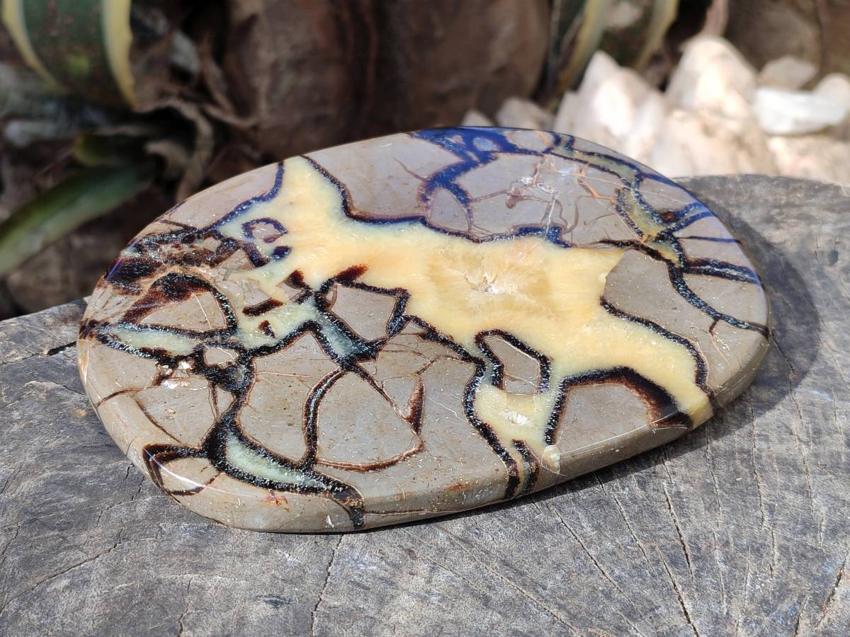 Polished Fossilized Septerye Slices x 2 From Mahajanga, Madagascar - Toprock Gemstones and Minerals 