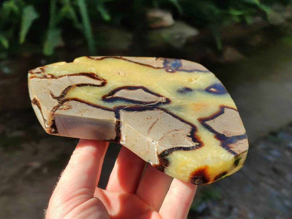 Polished Fossilized Septerye Slices x 2 From Mahajanga, Madagascar - Toprock Gemstones and Minerals 